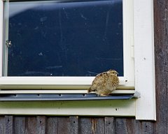 Alpenschneehuhn  4.19 Uhr aufgestanden. Die Nacht war nicht besonders. Ich stand also auf und setzte mich in die Küche und schrieb. Tagebuch. Plötzlich rappelte es am Fenster und ein junges Alpenschneehuhn landete auf dem Fensterbrett und erholte sich vom Touristenstress (obwohl eigentlich alle schliefen)Es lief auch nicht weg, als ich raus ging und es dort fotografierte.