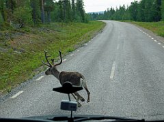 Rentier vor dem Bus  Alle Rentiere Lapplands sind im Besitz der Samen.