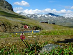 Gletscher-Hahnenfuß