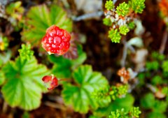 Moltebeere  Die Moltebeere (Rubus chamaemorus), auch Multebeere, Multbeere, Schellbeere, Sumpfbrombeere oder Torfbeere genannt, ist eine Pflanzen-Art aus der Gattung Rubus. Sie ist einziger Vertreter der Untergattung Chamaemorus und gehört zur Unterfamilie der Rosoideae innerhalb der Familie der Rosengewächse (Rosaceae). Die Moltebeere ist in Mitteleuropa sehr selten. Es gibt keine Vorkommen in Österreich und der Schweiz. Die sehr geringen Vorkommen in Norddeutschland sind streng geschützt. Die Bekanntheit wuchs mit der Abbildung der Moltebeere auf der finnischen 2-Euro-Münze. Diese Pflanzenart ist ein Wahrzeichen Lapplands.