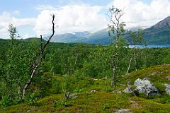 Wir stiefelten den nicht-enden-wollenden Berg hinauf, erst durch Birkenwald,