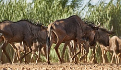 Afrika__99_4949_1_filtered