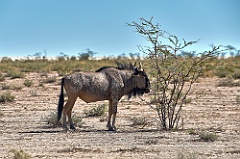 Afrika__99_5392_filtered