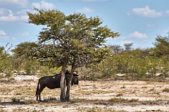 Afrika__99_5459_1_filtered