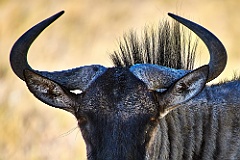 Afrika__99_5651_1_filtered