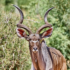Afrika__99_9103_filtered-scharf