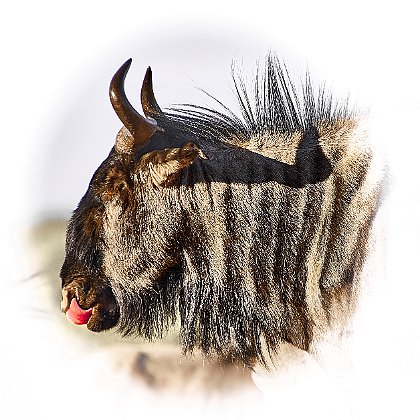 Gnu