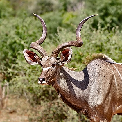 Kudu