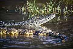Krokodil - Chobe Nationalpark