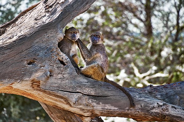 Affen - Monkeys