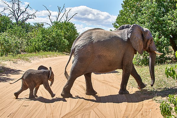 Elefanten - Elephants