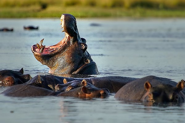 Hippos-Flusspferde