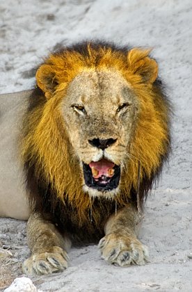 Löwen - Lions