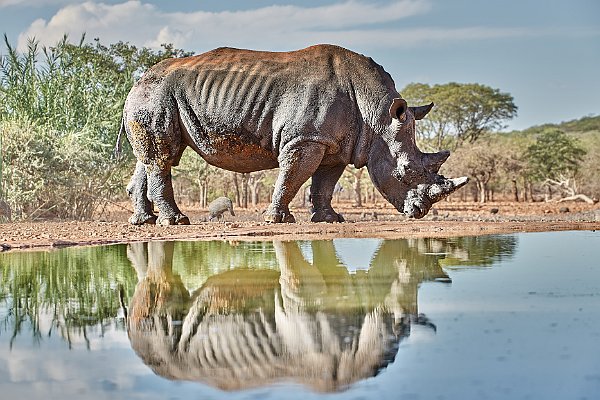 Nashörner - Rhinos