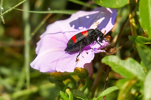 Insekten