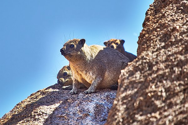 Kleine Saeugetiere