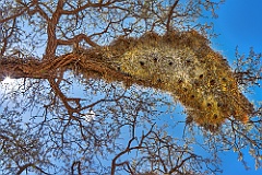 Siedelweber - Nest