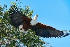 Schreiseeadler