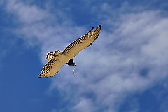 Schlangenadler mit Schlange