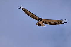 Schlangenadler mit Schlange