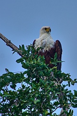 Schreiseeadler