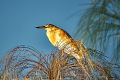 Rallenreiher Squacco heron