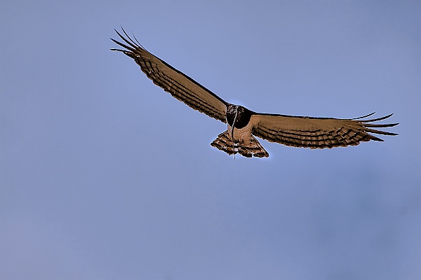 Vögel - Birds