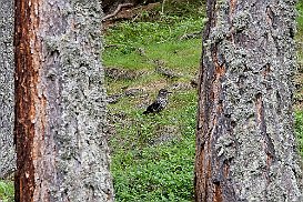 alpenquerung__99_3637 null