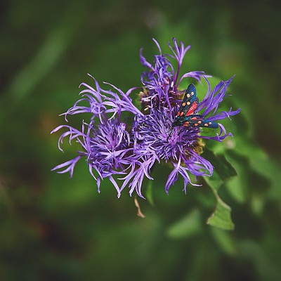 Alpenquerung 99 6042