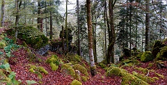 wald klein