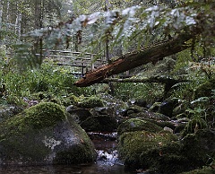 Schluchtensteig  DSC8887