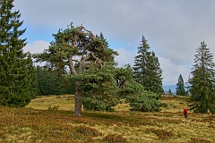 Schluchtensteig  DSC9438