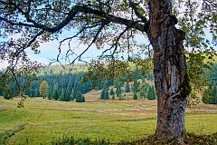 Schluchtensteig  DSC9524