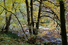 Schluchtensteig  DSC0022