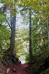 Schluchtensteig  DSC0141