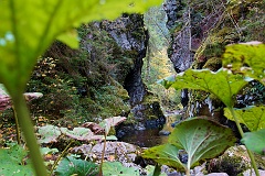 Schluchtensteig  DSC9978