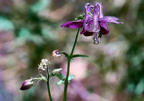 Blumen - Flowers