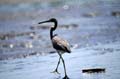 tri_colored_heron