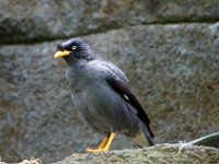 Myna