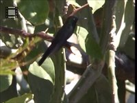 Kolibri