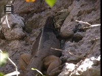 Leguan