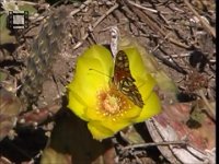 Schmetterling