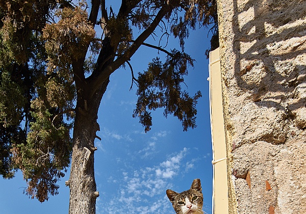 Katzen
