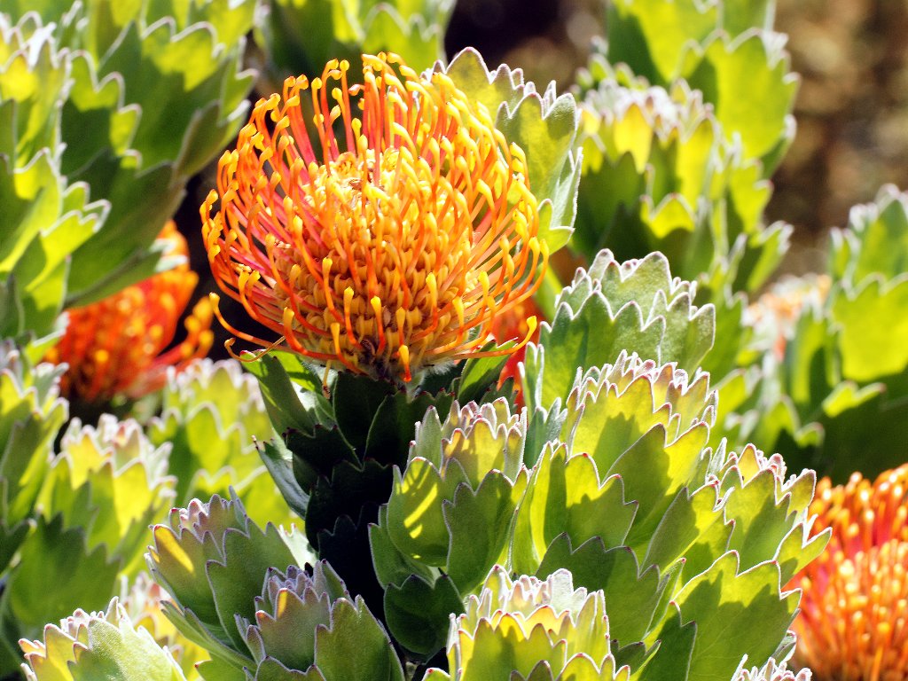 Botanischer Garten Kirstenbusch