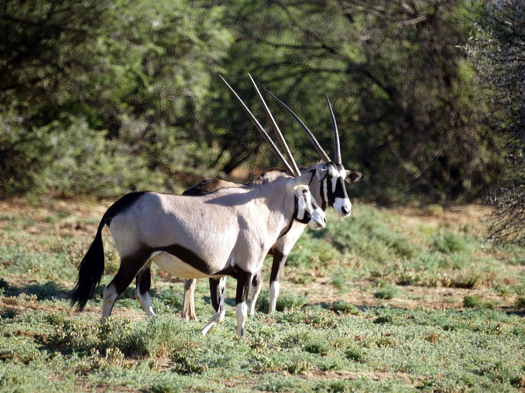 Oryx