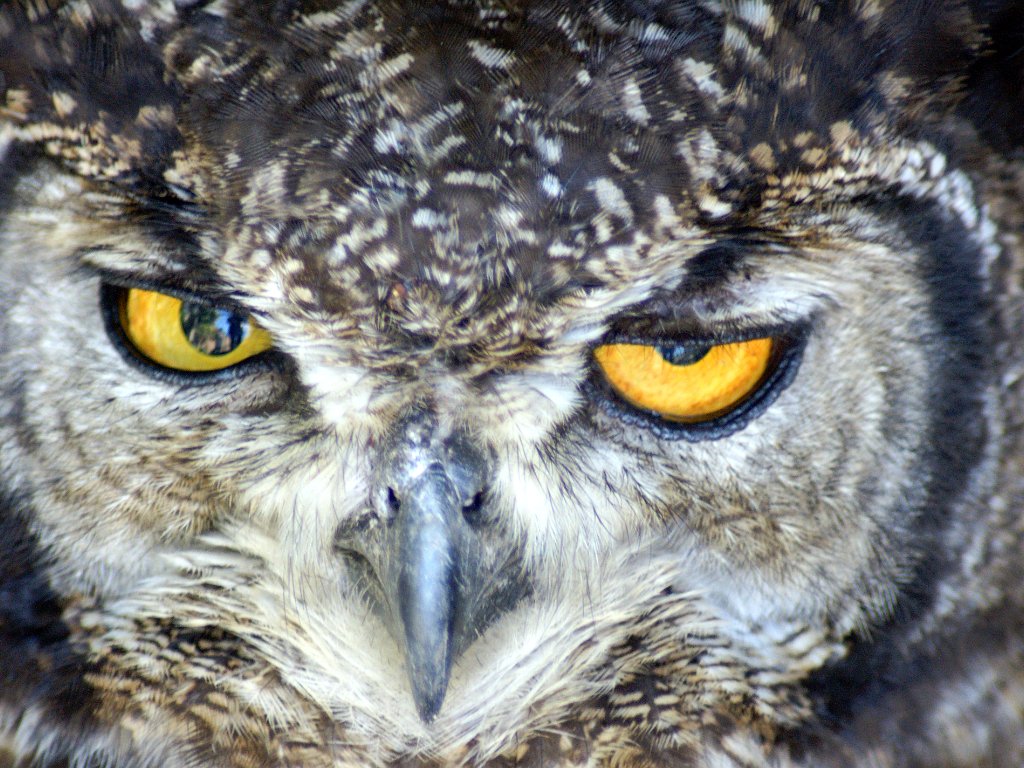 Schönste Aufnahmen von Vögel