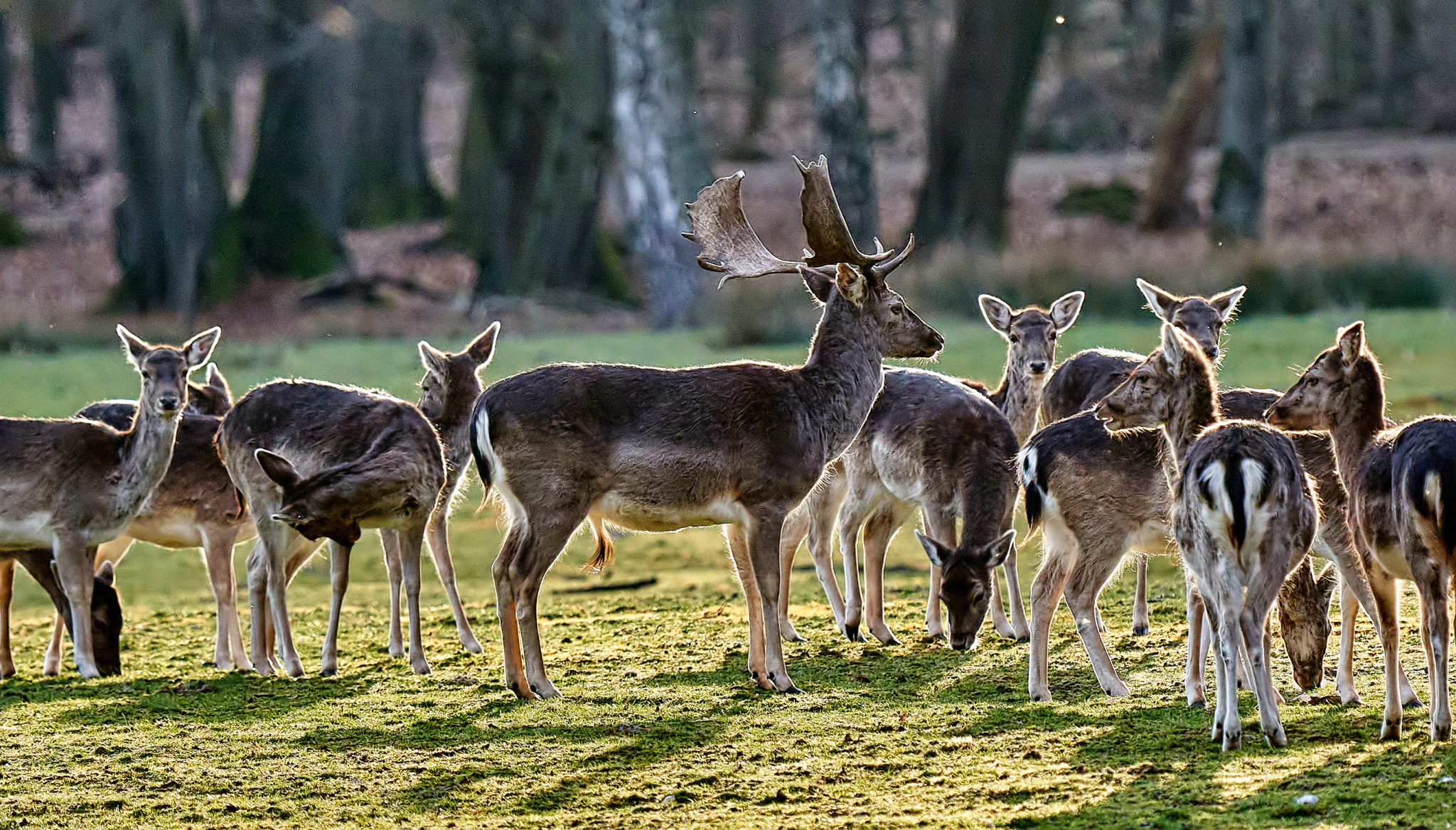Zum Sonnenuntergang im Wildpark Dülmen Der Blog vom Block